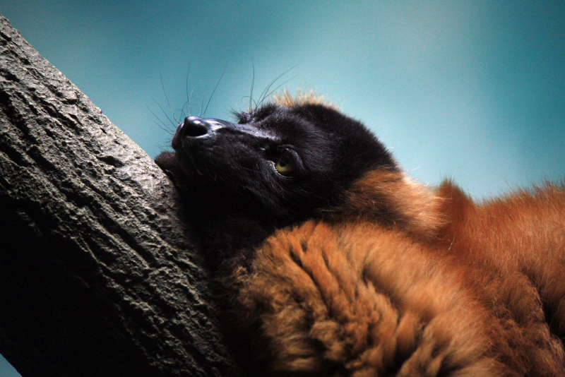 Illustration for article titled This Lemur is Our New Mascot for Post-Thanksgiving Naptime
